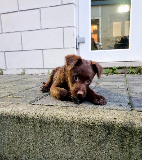 Cucciolo Brick Si Dispera 