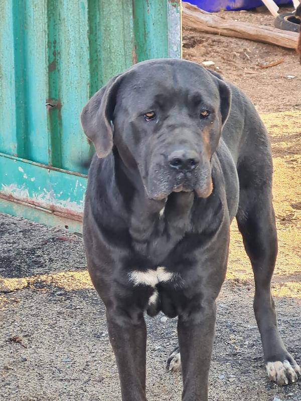 Zoe Giovane Cane Corso