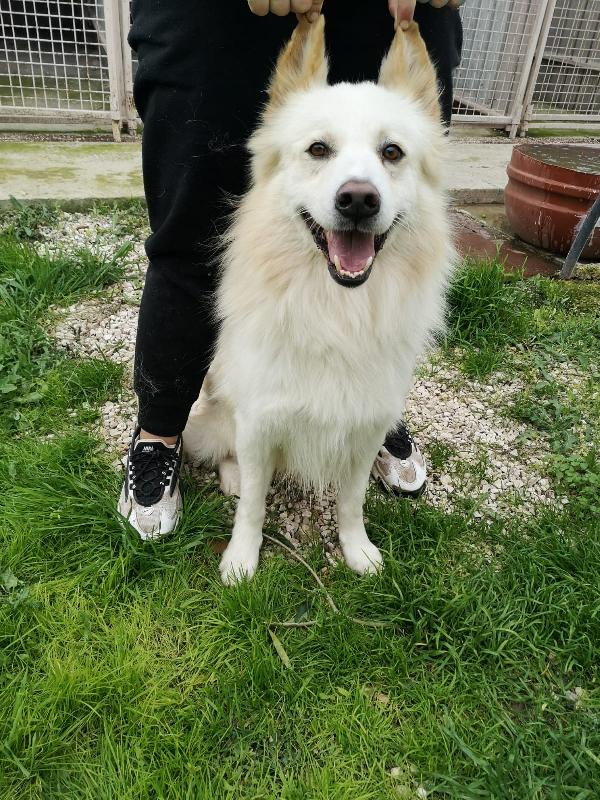 Bolt Simil Samoiedo Taglia Media