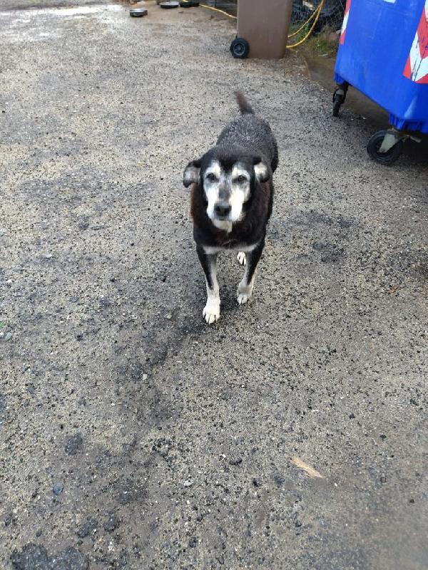 Fox Cagnolino Anziano Taglia Media