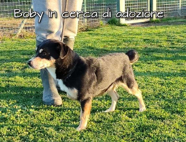 Bobi Meticcio Taglia Piccola In Adozione