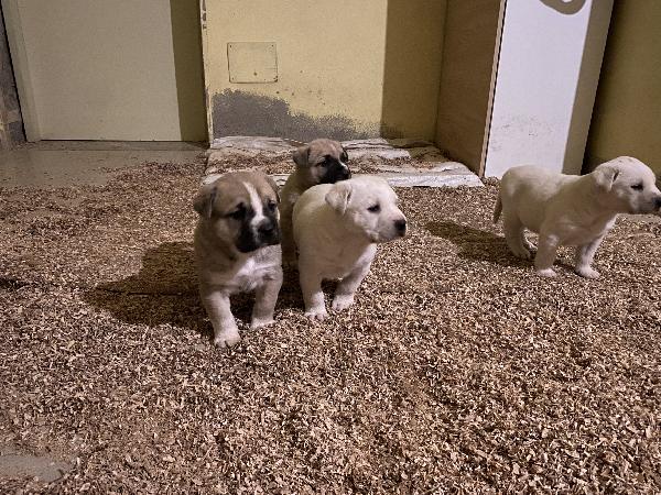 Regaliamo Cuccioli Mezzocorso