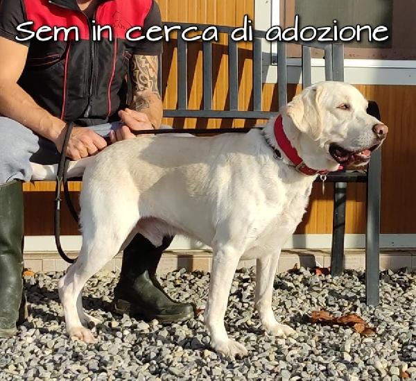 Sam Labrador In Adozione