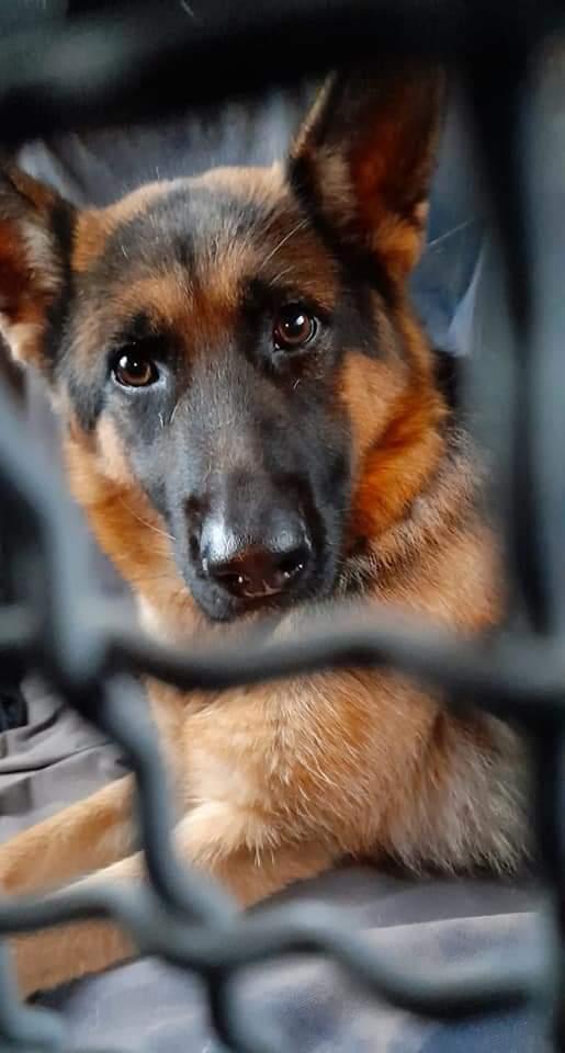 Kora, Pastore Tedesco!