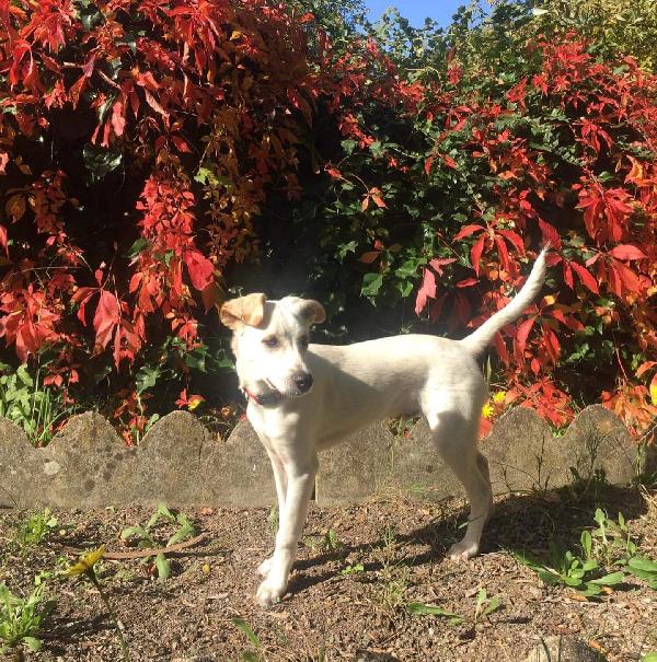 Denver Cucciolo Simil Labrador 