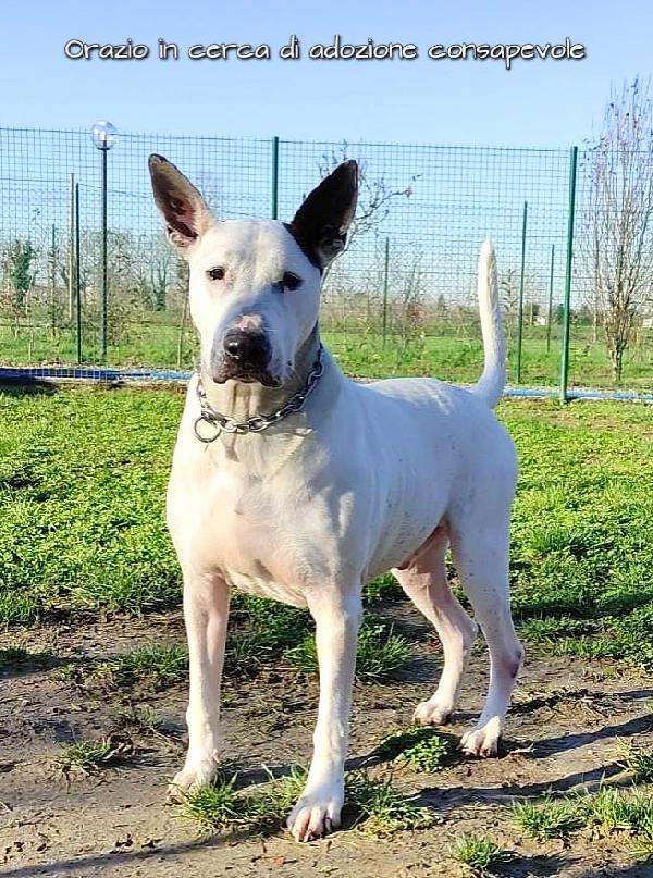 ORAZIO MIX BULL TERRIER IN ADOZIONE RESPONSABILE Foto 4