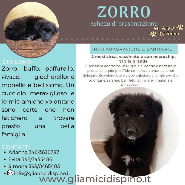 Zorro Un Orsetto Nero