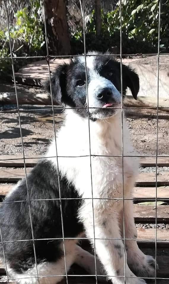 Gongolo,  Taglia Medio Grande!