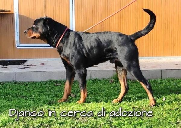 Djanco Rottweiler In Adozione