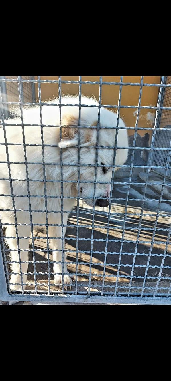 Apollo, Maremmano Di 3 Anni!