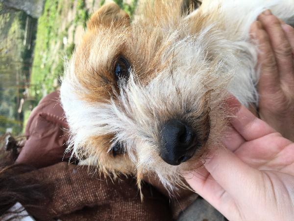 Piccola Maly Cerca Casa 