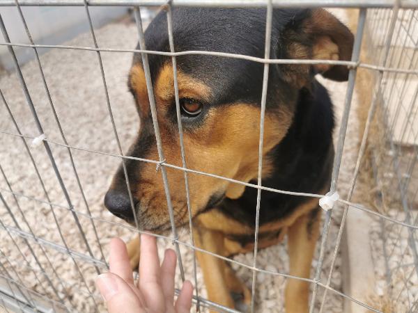 Puma Giovane Simil Rottweiler