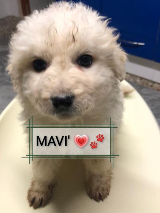 Mavi Simil Maremmanina