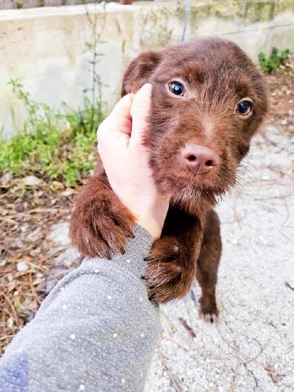 Cucciolo Brick Merita Una Casa 