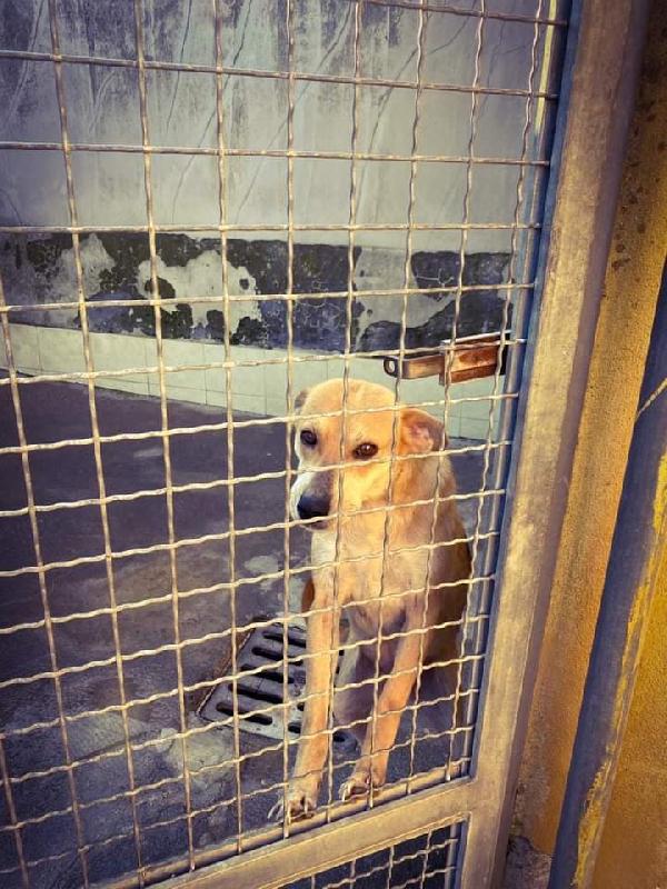 Diva! (3 Anni- 15Kg)