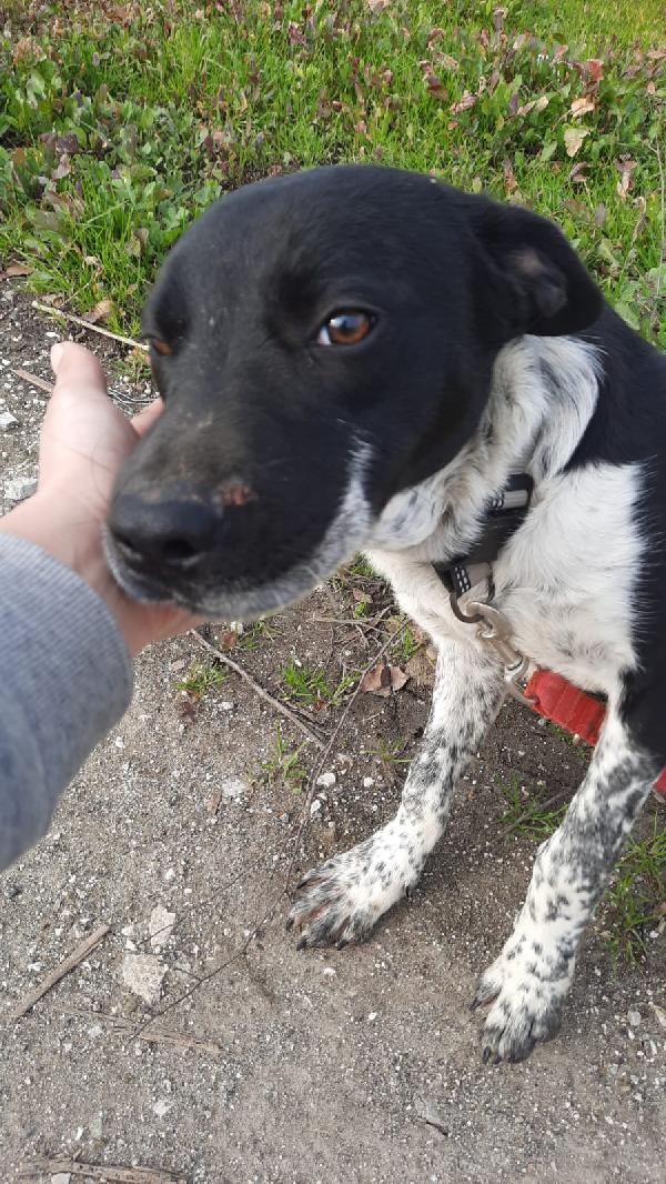 Ulisse Giovane Taglia Media