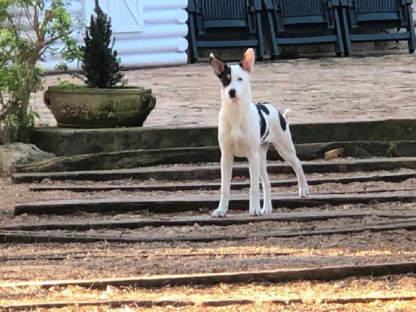 Greta Cerca Casa 🏠. 