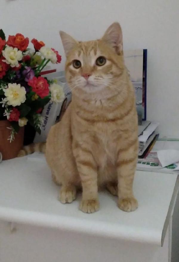 Fiore - Gattino Di 7 Mesi