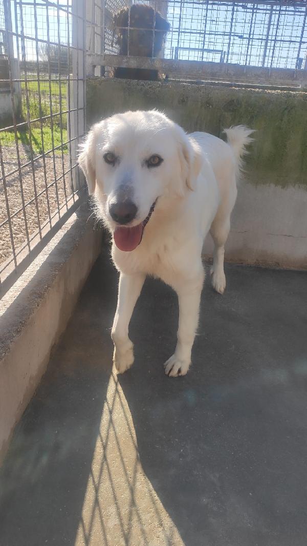 Bimba - Cagnolina Simil Golden Retriver Di 1 Anno