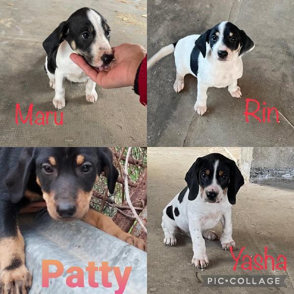 Cuccioli Simil Segugio Francese Taglia Media