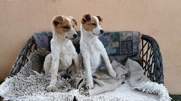 Isotta E Betty, Taglia Medio-Piccola!