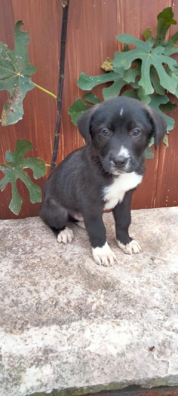 Wolf Cucciolo Nero Taglia Media 