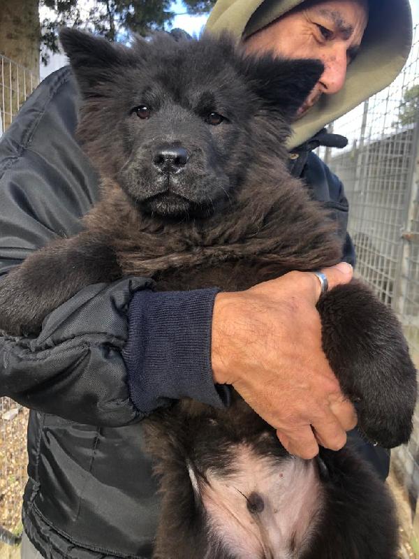 Cucciolo Di Chow Chow In Adozione 