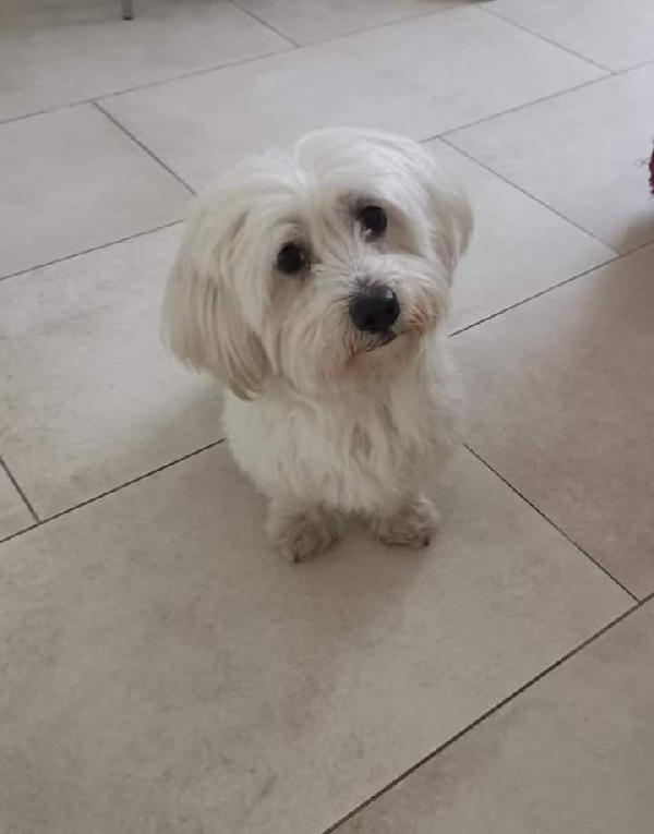 Liam, Maltese! (3 Anni)