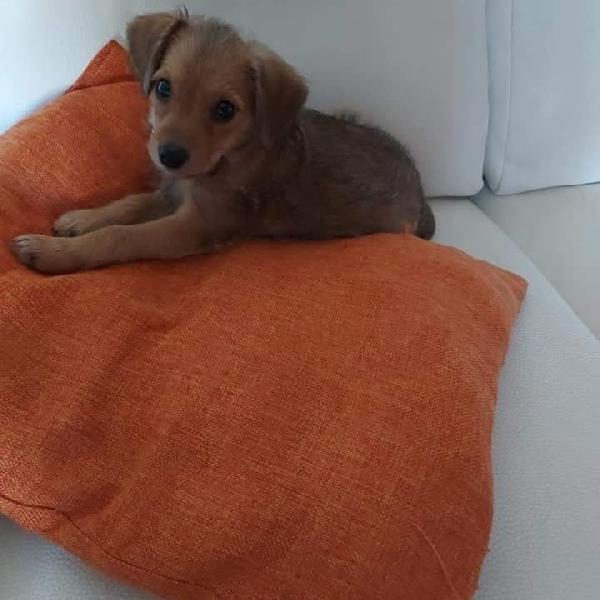 Mia, Incrocio Barboncino Toy E Bassotto!