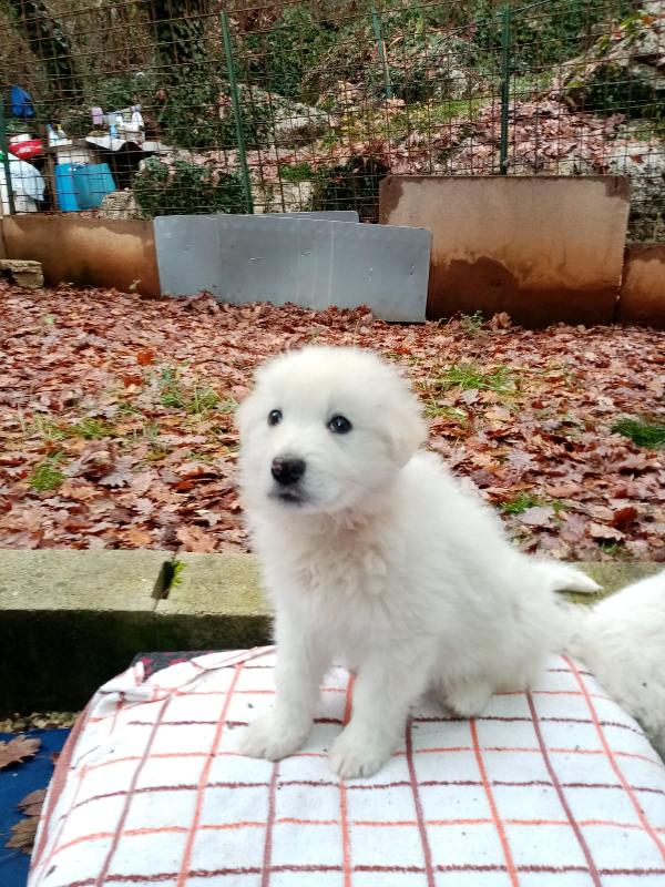 Balu e Raksha cuccioli in cerca di amore Foto 5