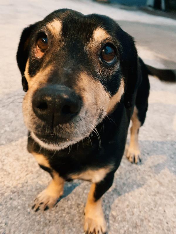 Black Rischio Canile 