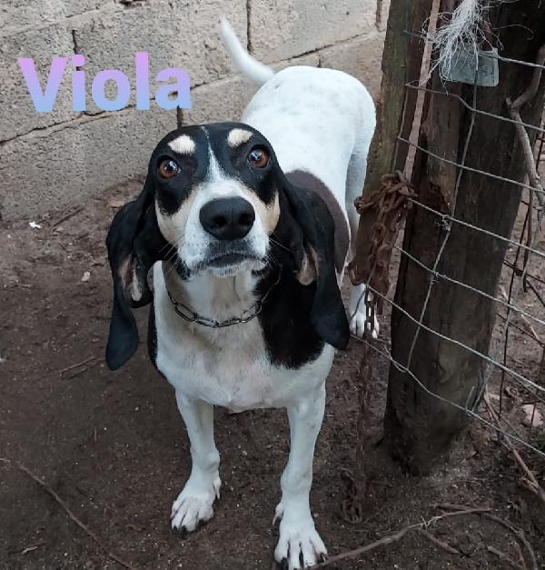 Viola Giovane Simil Segugio Francese