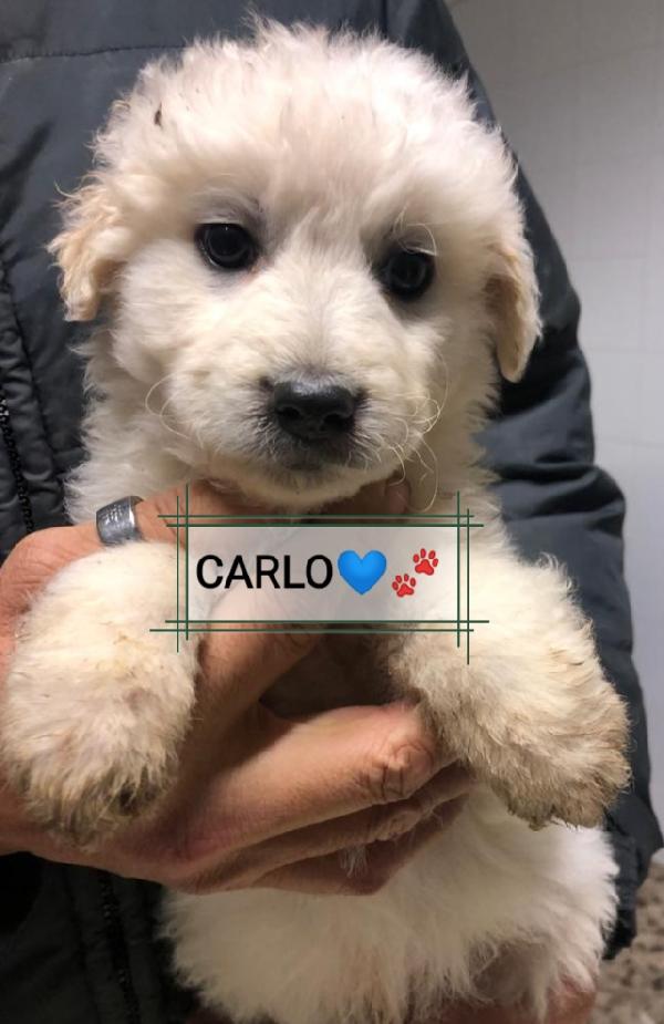 Cuccioli In Adozione 