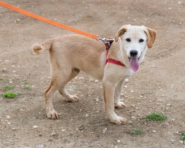 Marley, Dolcissimo Cucciolo Pieno Di Vita E Amorevole