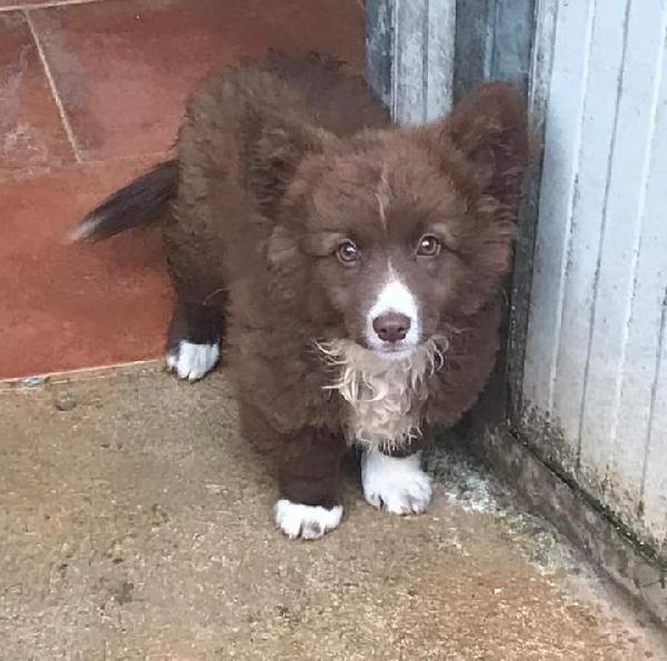 Baby Maxwell, Simil Corgi!