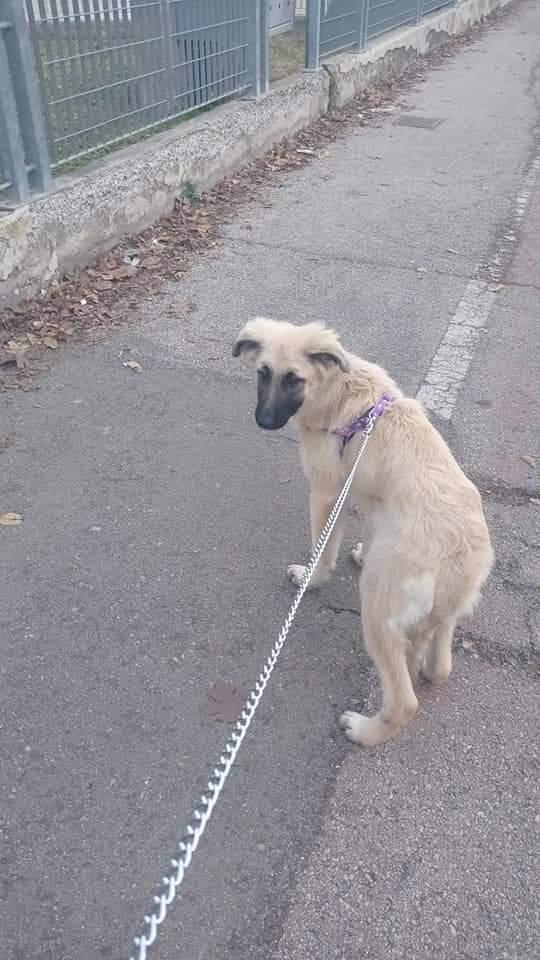 Cucciola( Lola), taglia media! Foto 2