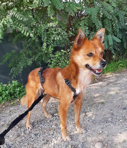 Cane Taglia Piccola - Havana Cerca Casa