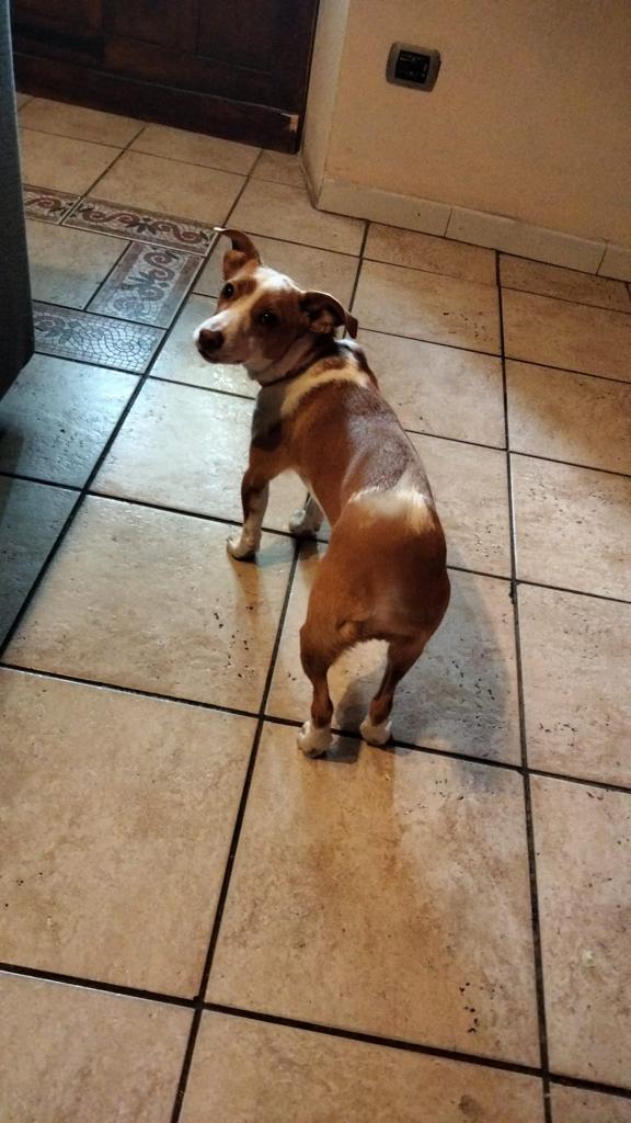 Cucciola Stella Tradita Cerca Casa 