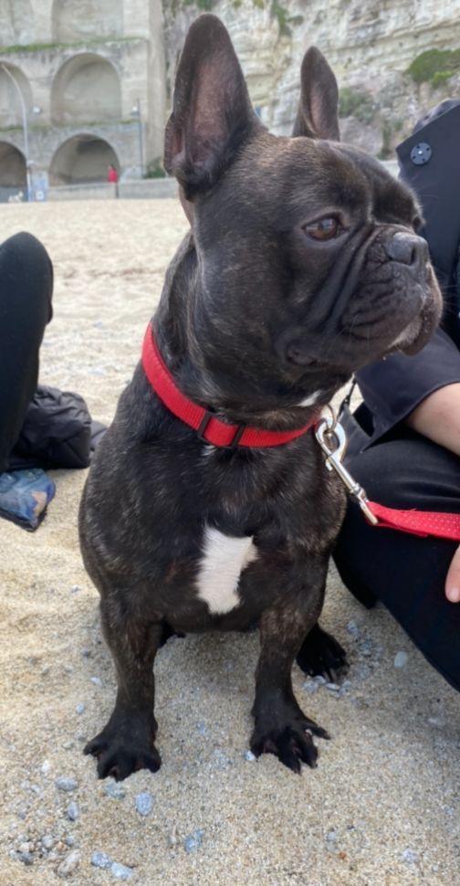 Mike Giovane Bulldog Francese Nero Tigrato