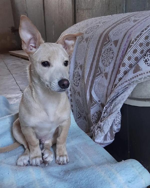 Rudolf, Dolcissimo Cucciolo Pieno Di Vita E Amorevole