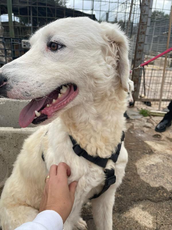 Gioele, Cucciolone Pieno Di Vita E Amorevole