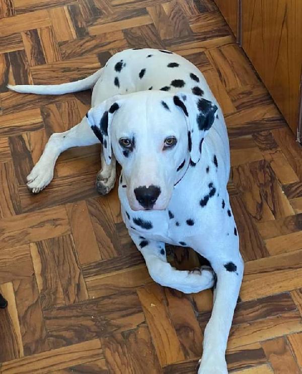 Macchia,Dalmata! (2 Anni)