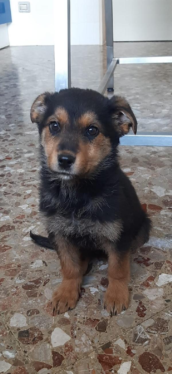 Madia Simil Pastore Tedesco Cerca Casa 