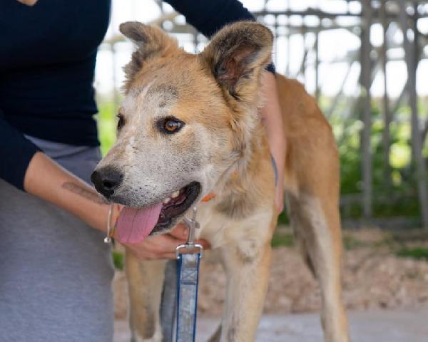 Rocco, Dolcissimo Cucciolone Pieno Di Vita E Amorevole