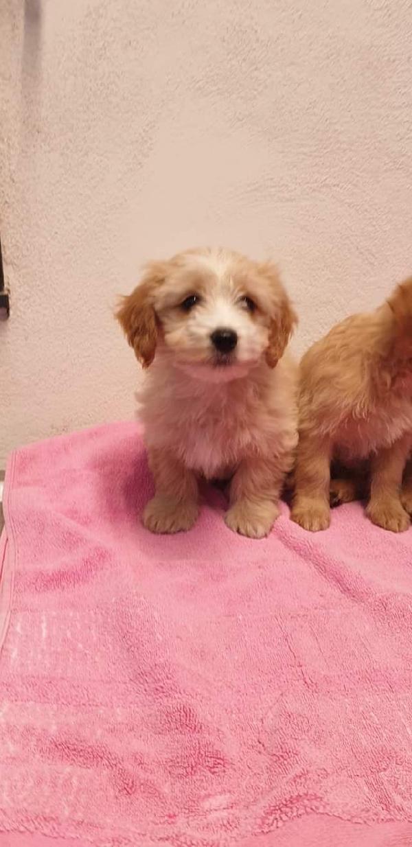 Lilla E Balto, Taglia Entro 10 Kg!