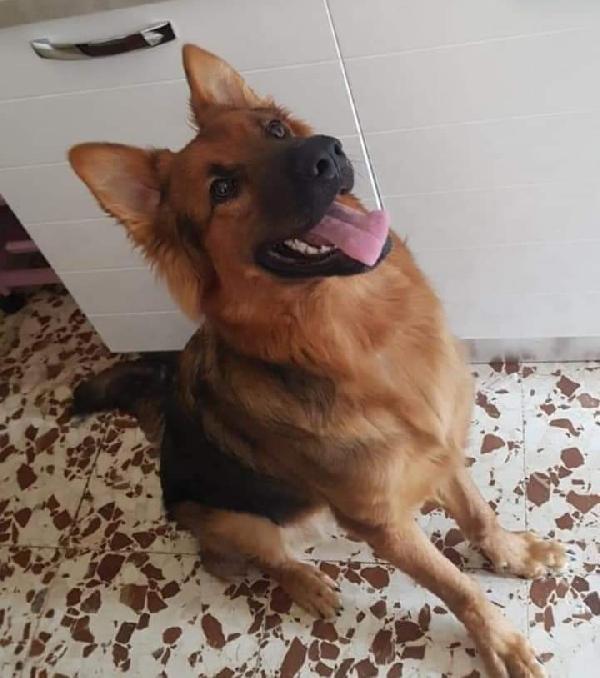 Joshua, Pastore Tedesco!(1 Anno)