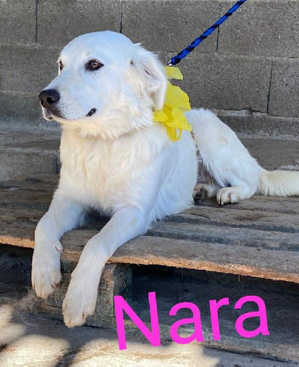 Nara Cucciola Simil Pastore Maremmano