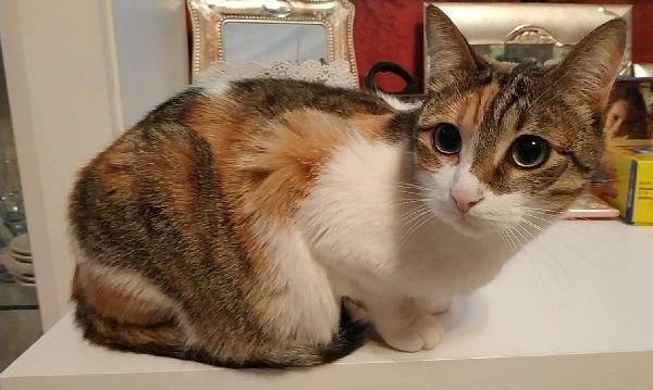 Minù Dolcissima Gattina Cerca Casa