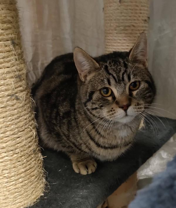 Il Dolcissimo Nello Cerca Casa