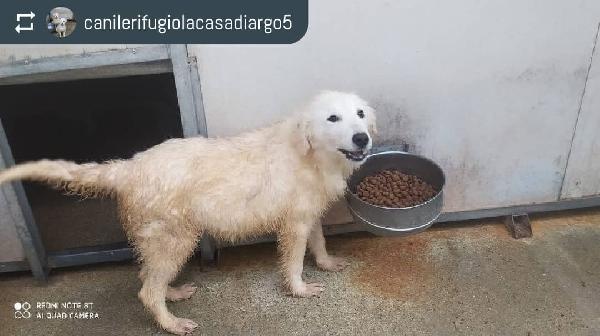 Brenda, Simil Pastore Maremmano!